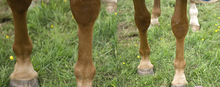 Fractured Splint Bones