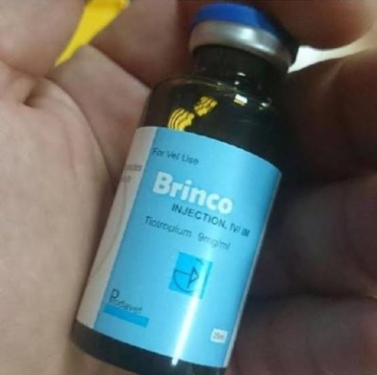 BRINCO – 25 ML