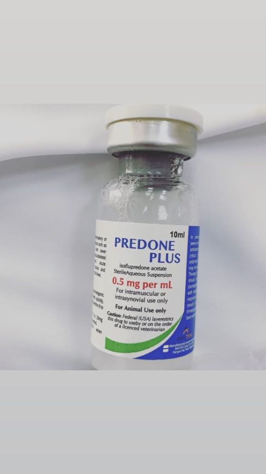 predone plus