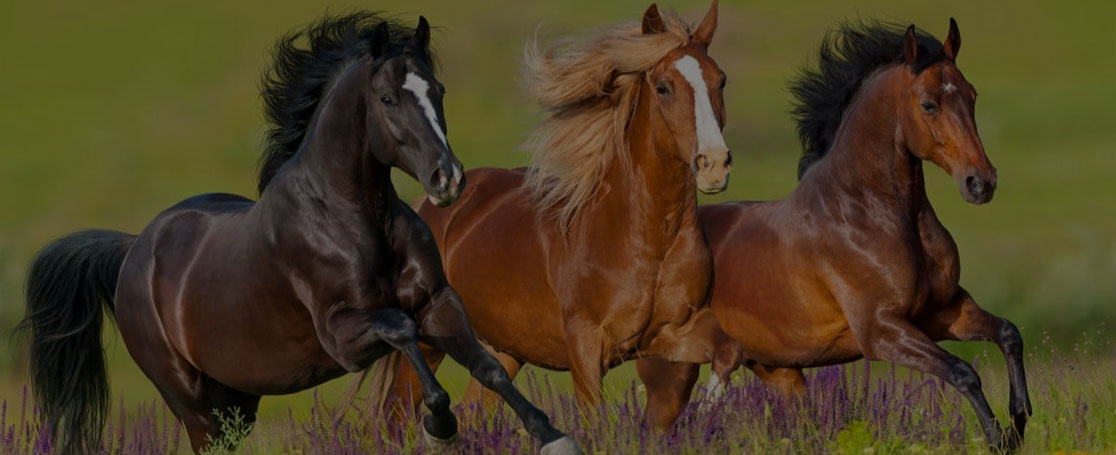 THE BEST EQUINE PERFORMANCE SOLUTIONS