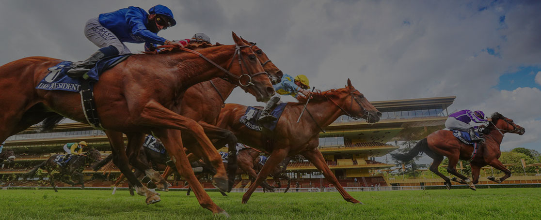 BEST SUPPLEMENTS FOR EQUINE SPORTS